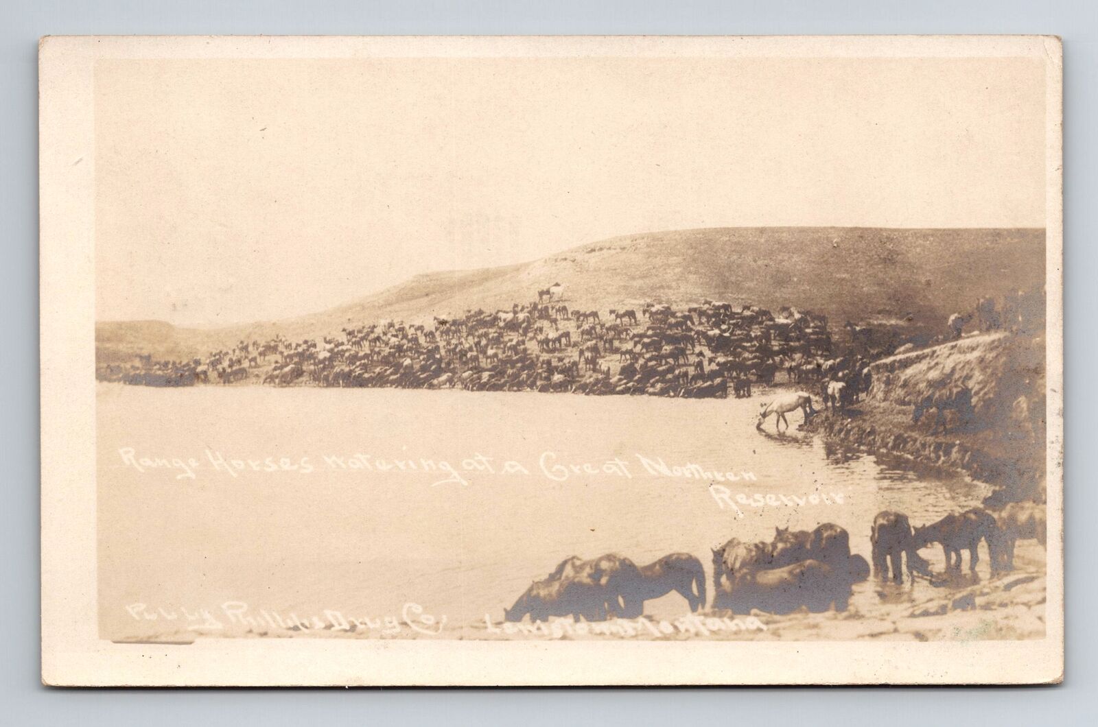 Lewiston MT RPPC Range Horses Watering Great Northern Reservior 1908 Postcard