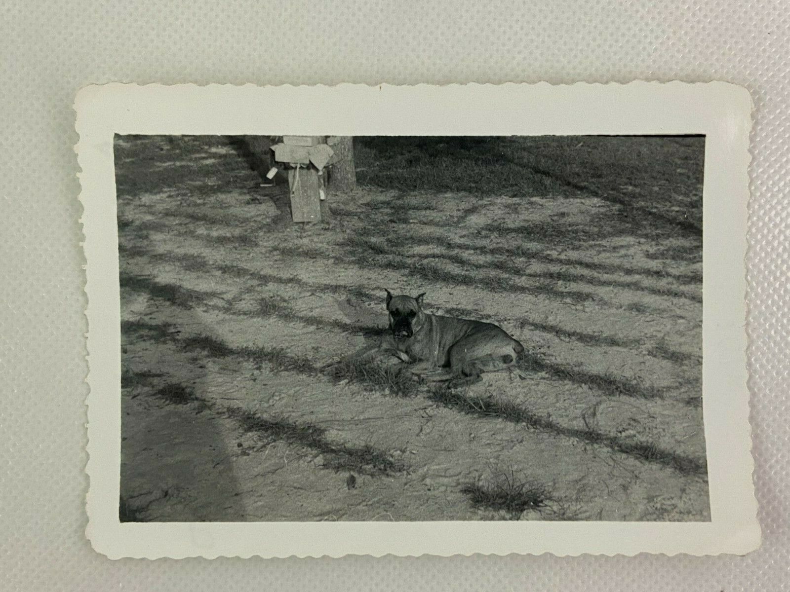Boxer Dog Laying In Dirt Canine Vintage B&W Photograph 3.25 x 4.5
