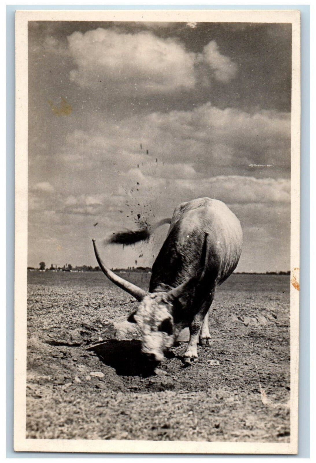 Hungary Postcard  Hunyadi Torzsbika Mezohegyes Bull c1910 RPPC Photo