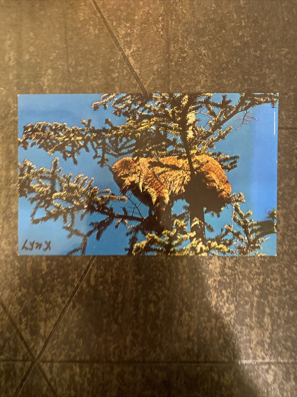 Postcard An Alaskan Lynx In A Tree Unposted USA