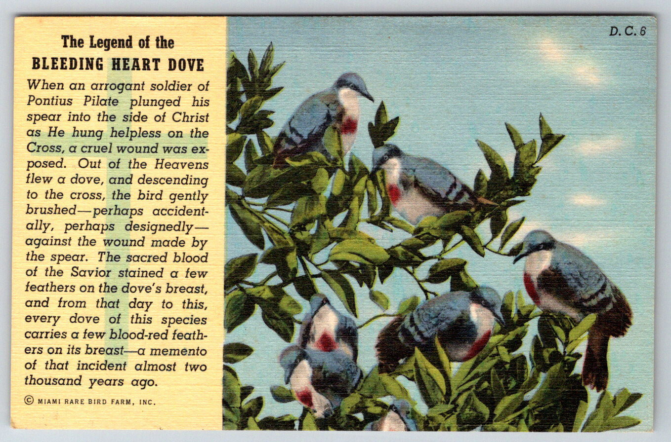 c1940s Linen Legend of Bleeding Heart Dove Miami Vintage Postcard