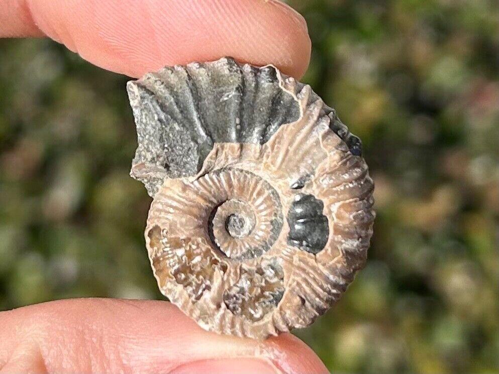 NICE Russia Fossil Ammonite Deshayesites Cretaceous Age Russian Fossils