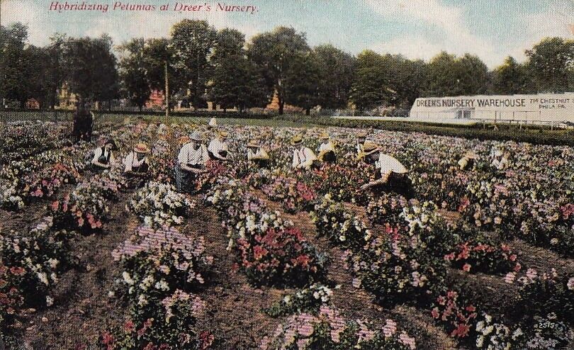 Postcard Hybridizing Petunias Dreer\'s Nursery Philadelphia PA 1909