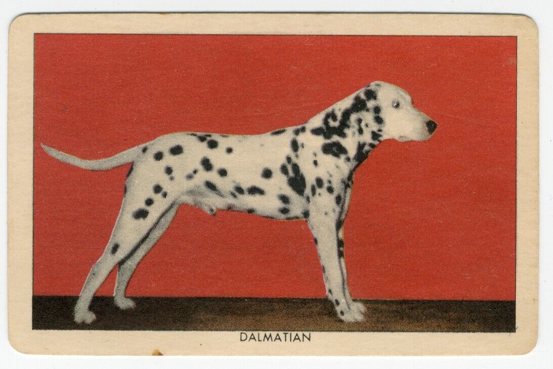 DALMATIAN RARE ORANGE CRUSH 1950\'S U.S.A. DOG TRADE CARD