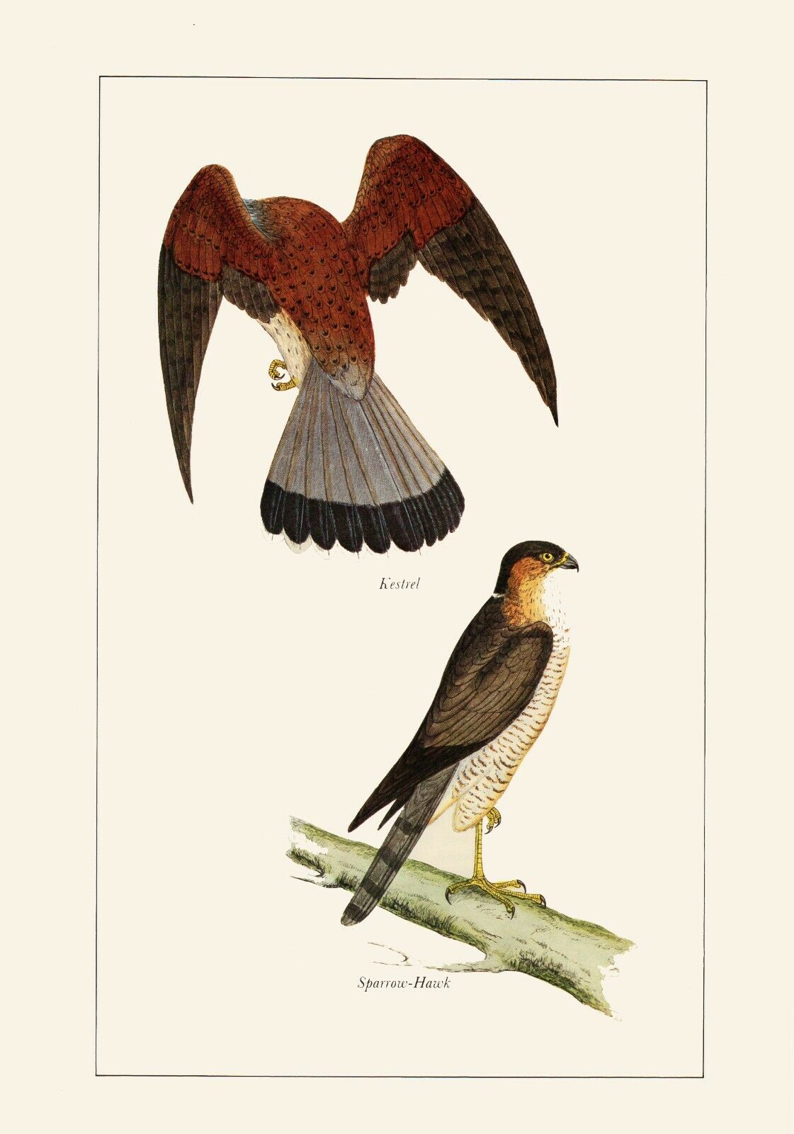 Kestrel & Sparrow Hawk - 1981 Beautiful Colour Vintage Bird Print by A.F.Lydon 