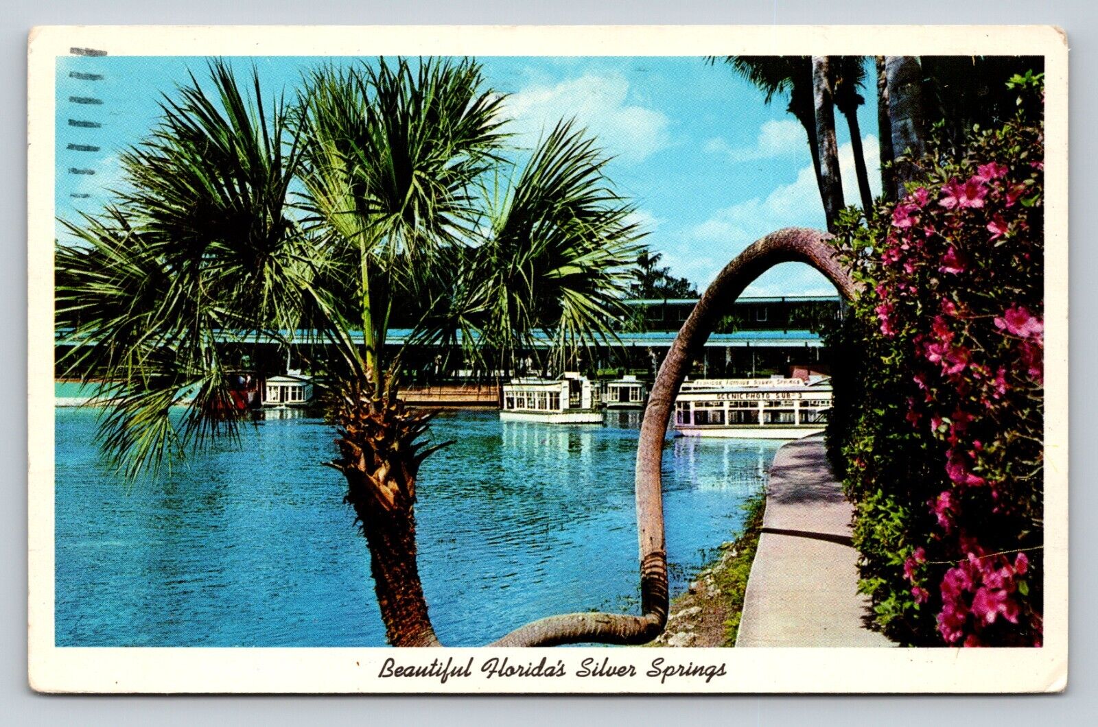 Florida\'s Silver Springs The Horseshoe Palm Glass, Bottom Boats VINTAGE Postcard