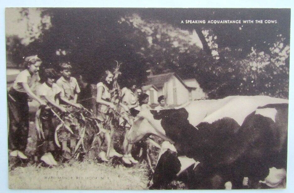 RED HOOK NY WARD MANOR SPEAKING ACQUAINTANCE WITH THE COWS VINTAGE POSTCARD