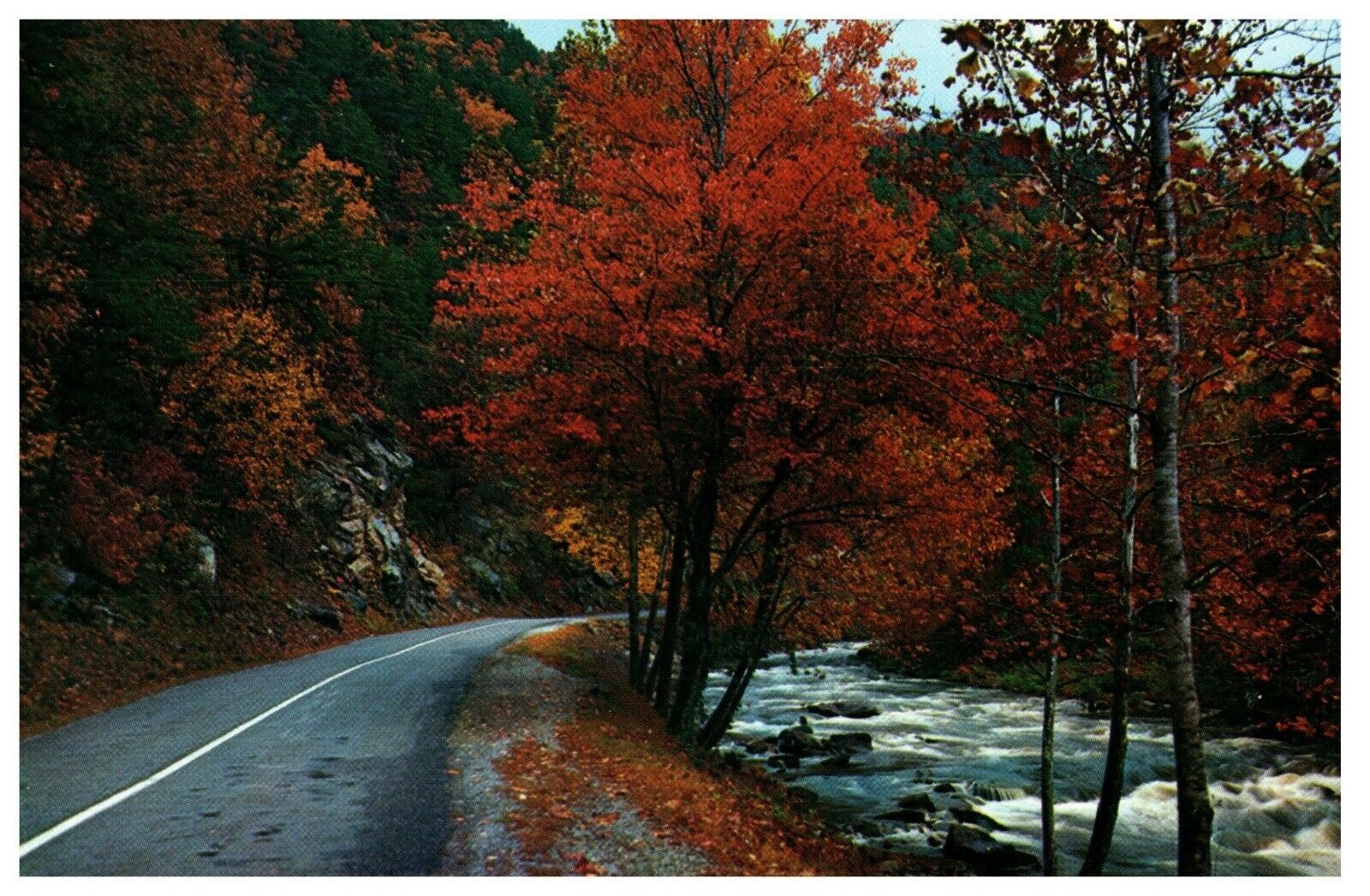 POSTCARD 70s Fall Colors Along Little River 🏞 Smokey Mountains 🏞 
