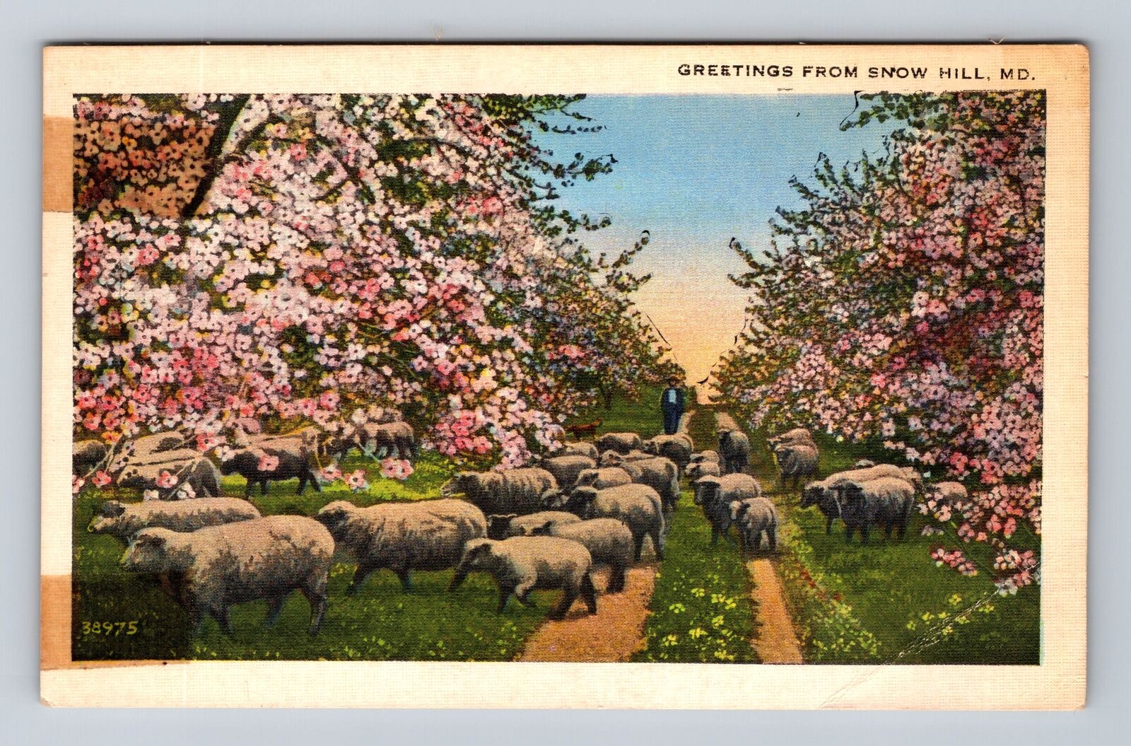 Snow Hill MD-Maryland, Scenic Greetings, Herd of Sheep Vintage Postcard