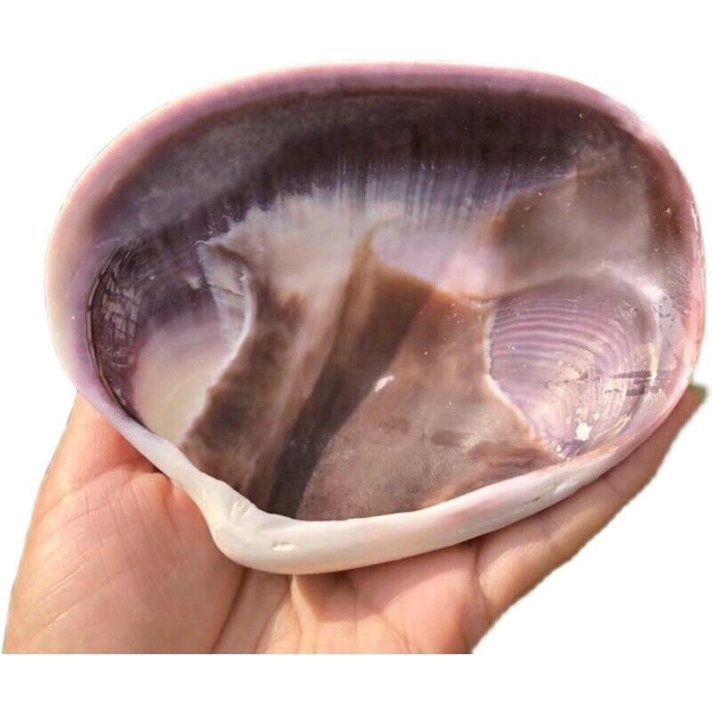 1PC Natural Purple Large Scallop Shell Seashells for Aquarium Fish Tank Decor