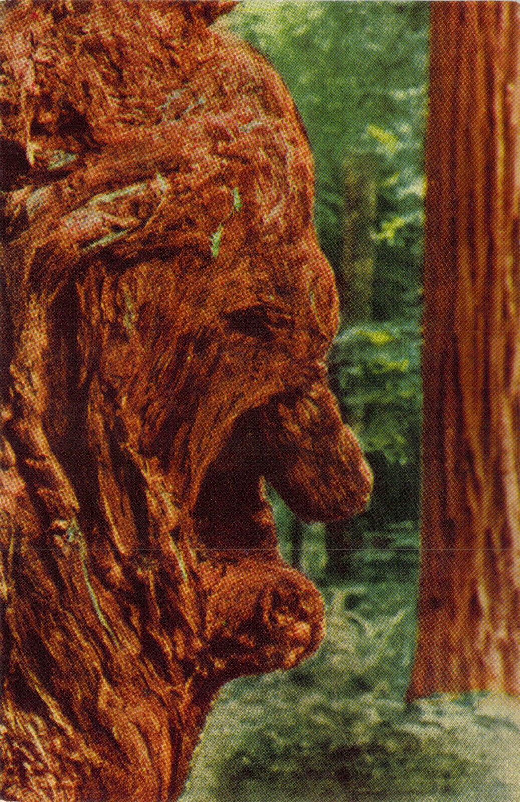 Vintage Postcard Old Man Burl Giant Redwoods California Chrome   Unposted