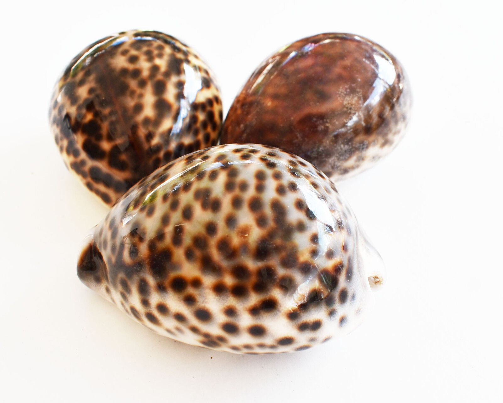 3 Large Tiger Cowrie Shell (Cypraea Tigris) 3\