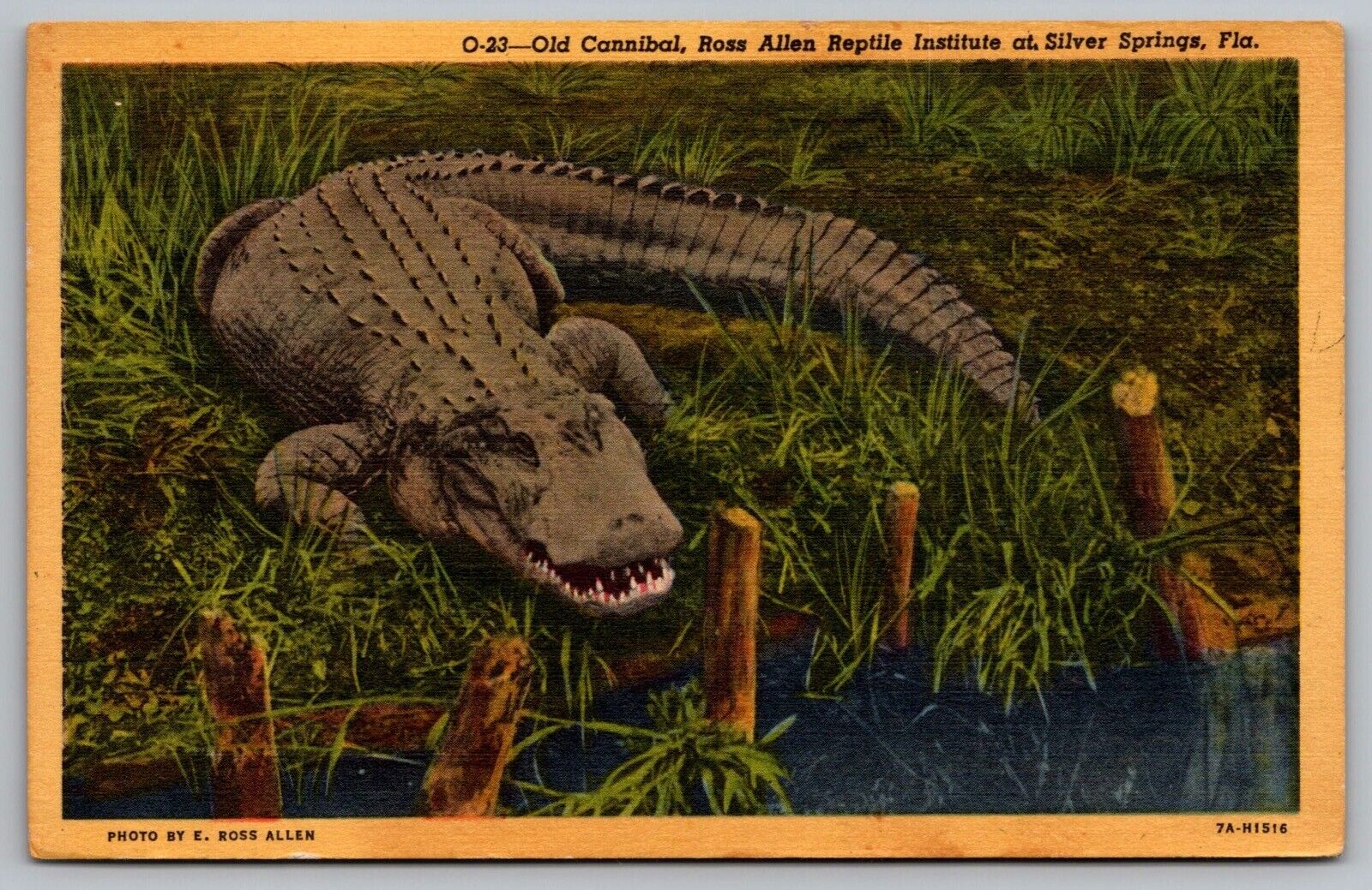 Old Cannibal Ross Allen Reptile Silver Springs Florida Vintage Linen Postcard