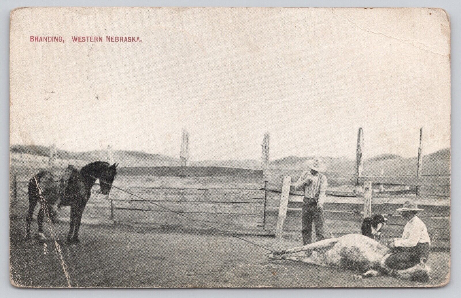 BRANDING CATTLE IN WESTERN NEBRASKA, VINTAGE POSTCARD c. 1910 NE