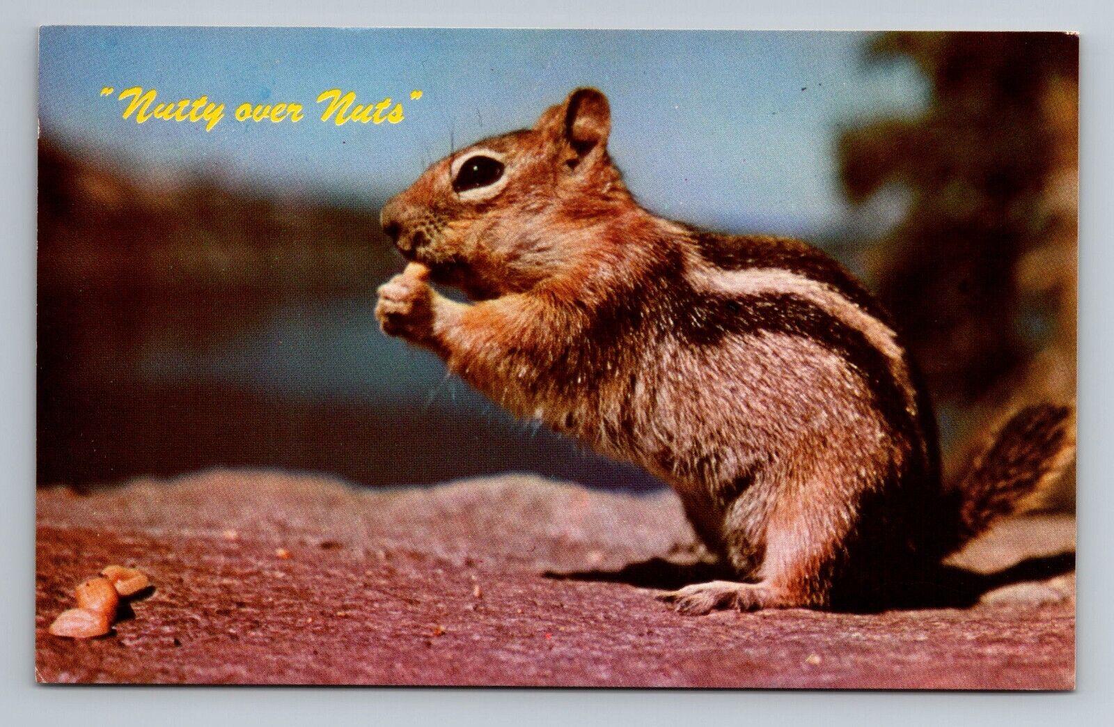 Postcard - Nutty Over Nuts Ground Squirrel