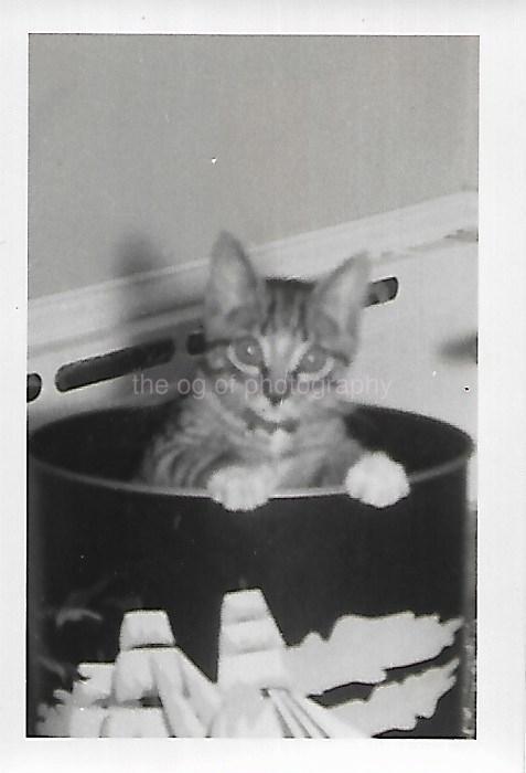 Vintage SMALL FOUND CAT PHOTOGRAPH Black And White Snapshot ORIGINAL 46 43 C