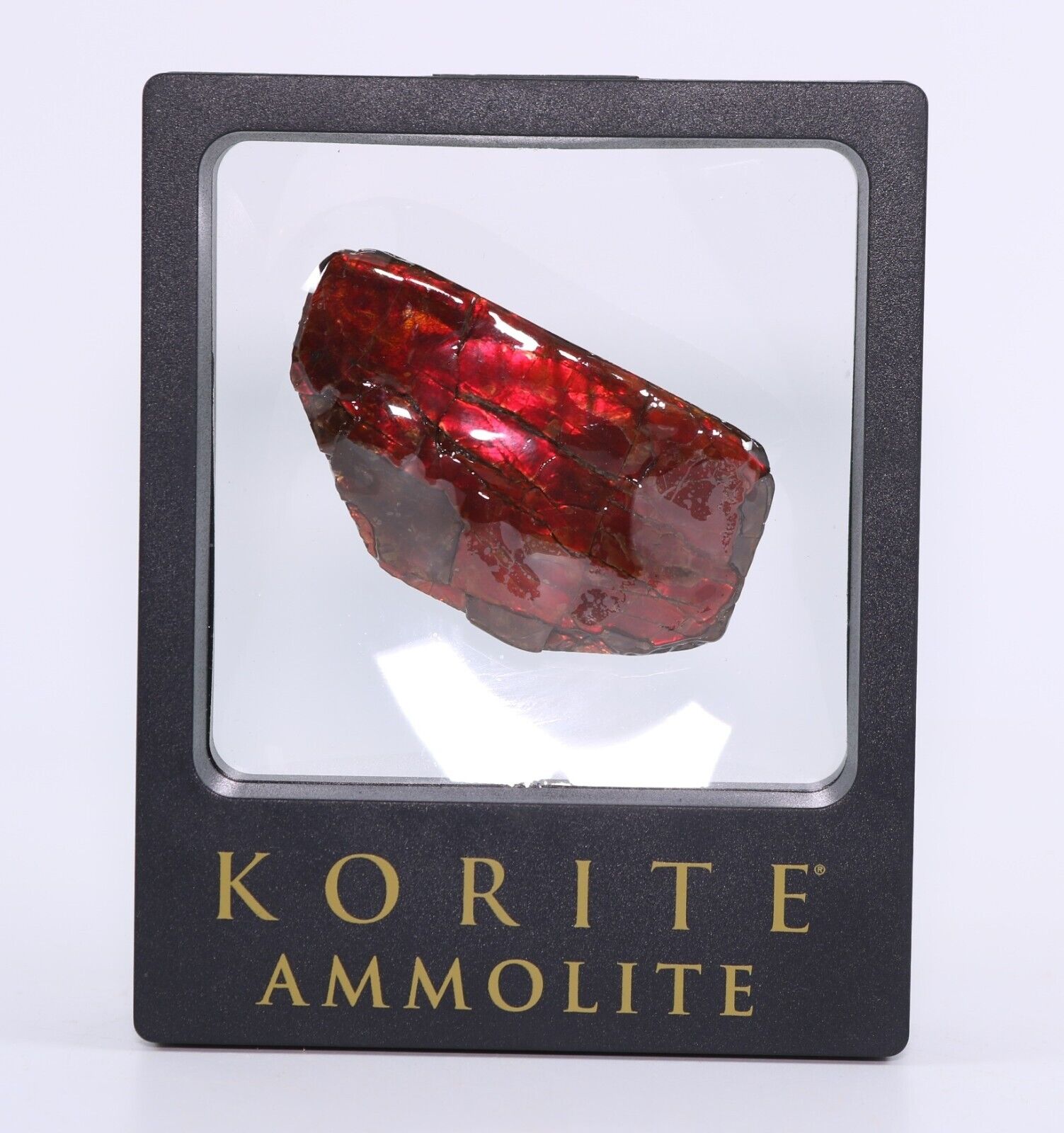 Stunning Ammolite Cherry Red Rarer than Purple 62 g Alberta Canada COA 5823