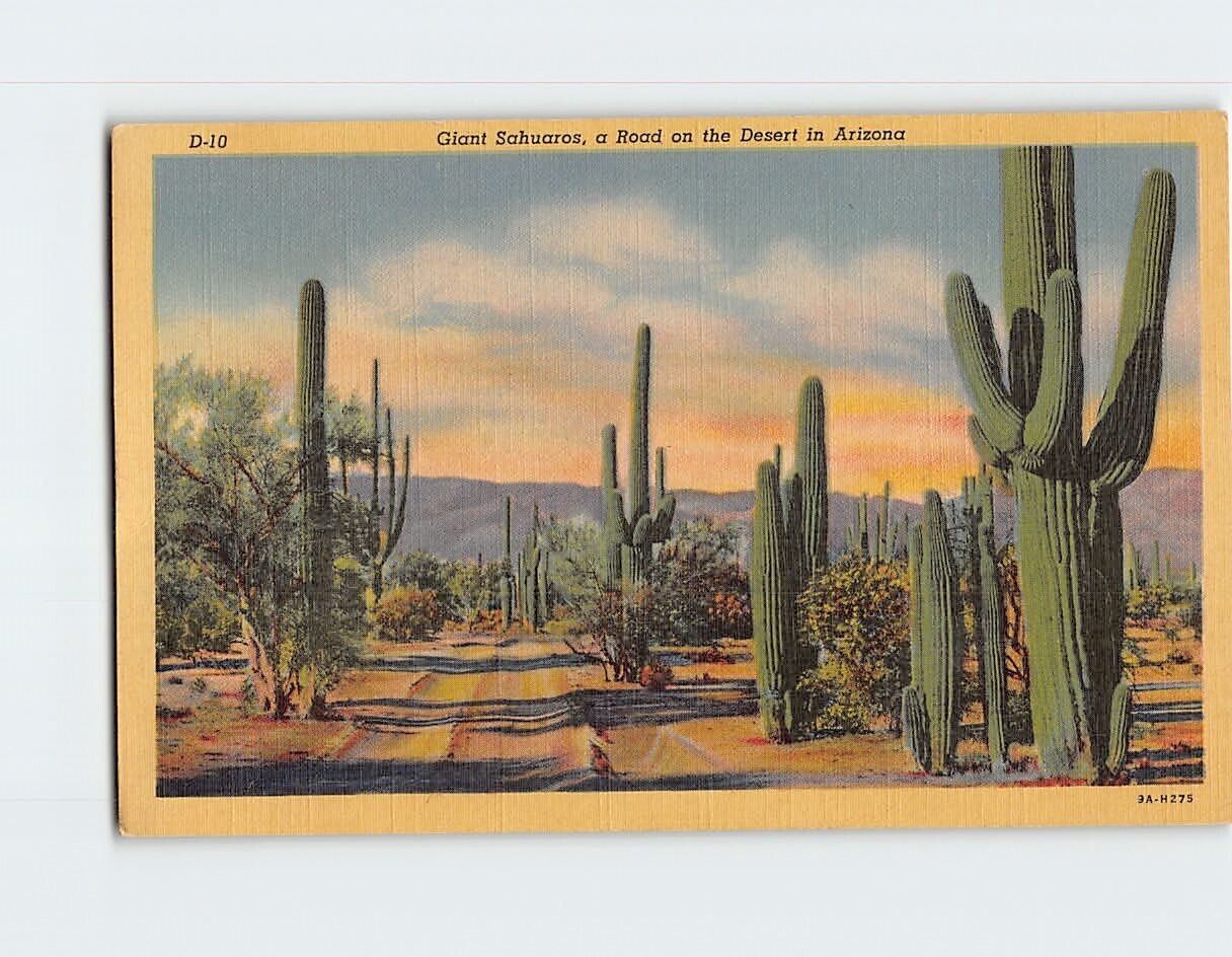 Postcard Giant Saguaros on the Desert Arizona USA