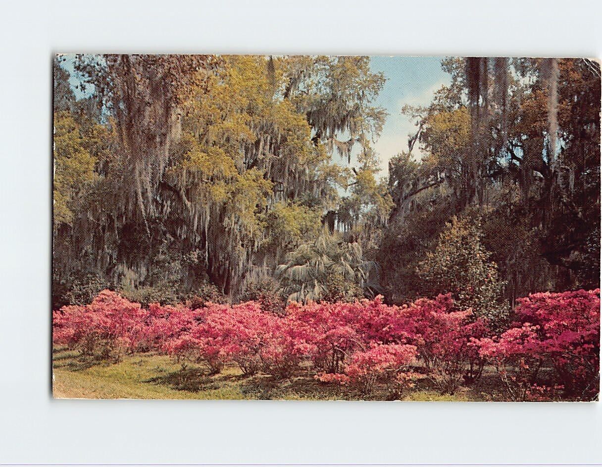 Postcard Azaleas And Oaks, Florida