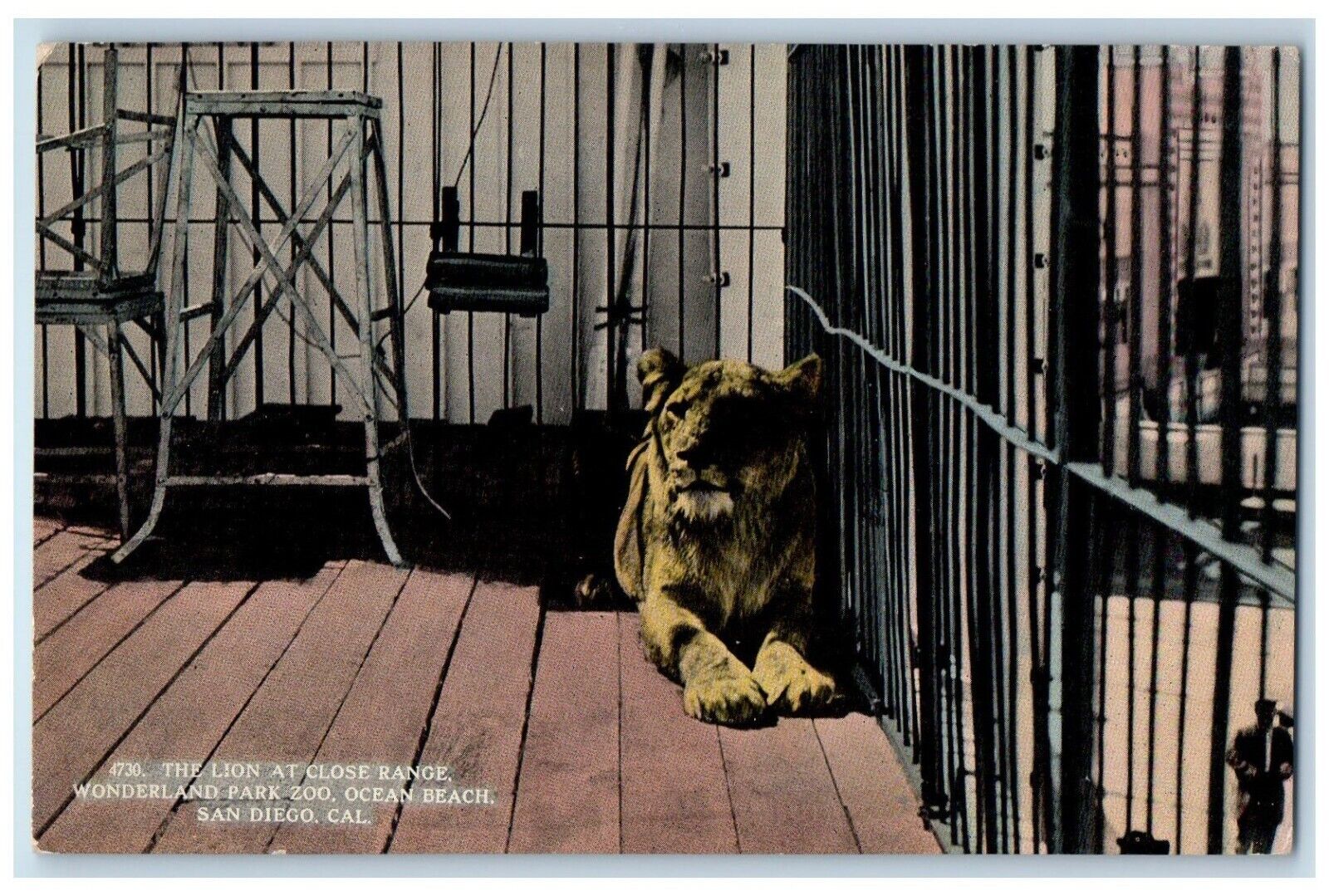 c1910 Lion Close Range Wonderland Park Zoo San Diego California Vintage Postcard