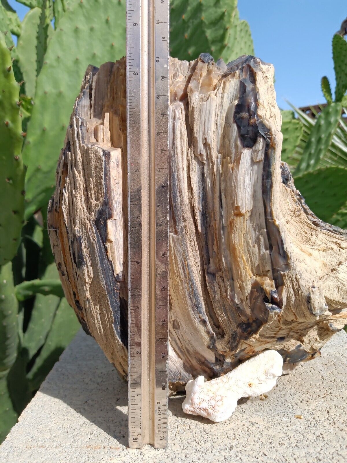 HUGE 14lb. PETRIFIED FOSSIL PALM TREE WOOD  SUPER RARE.