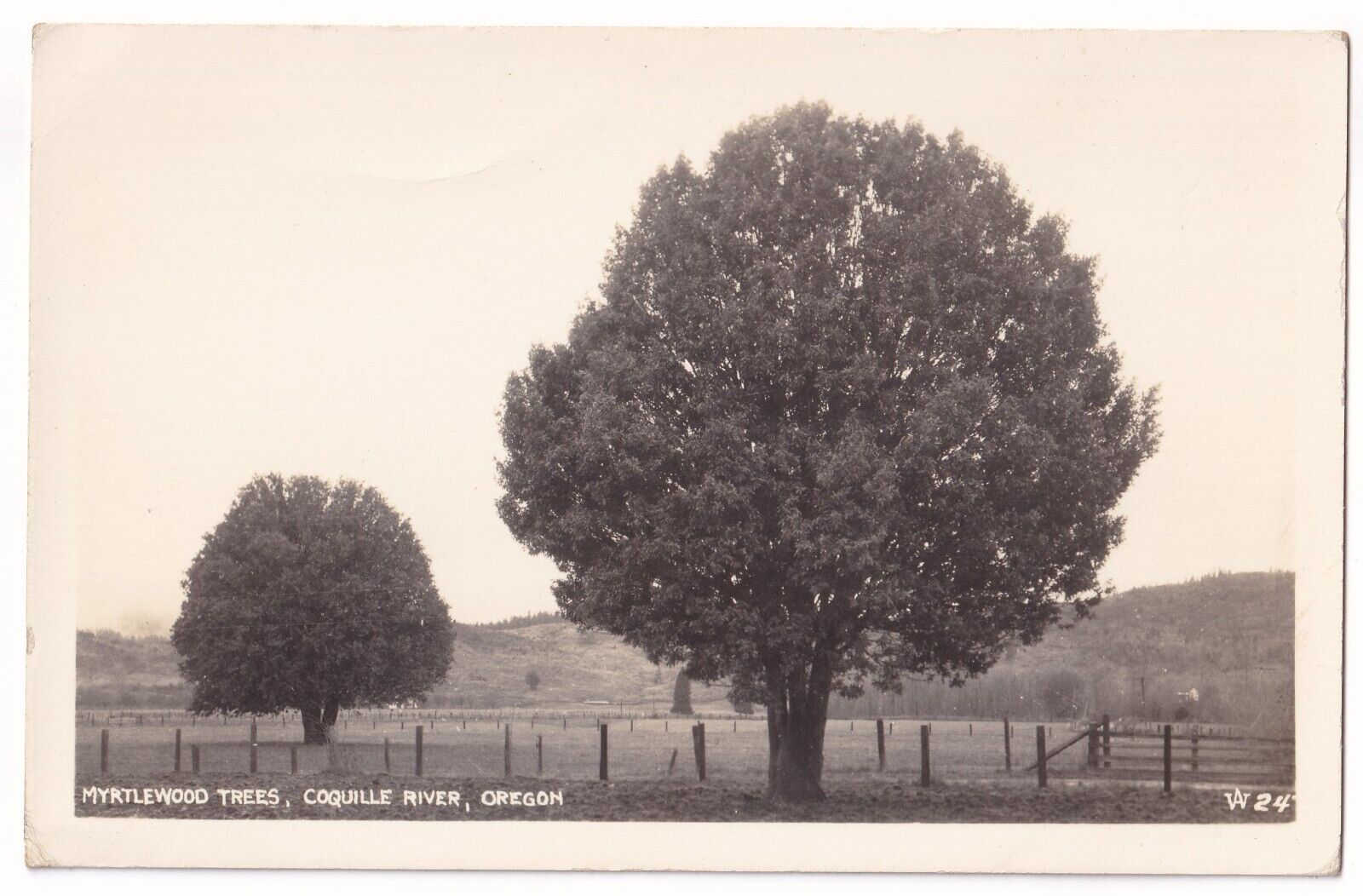 Post Card RPPC Myrtlewood Trees Coquille River Oregon