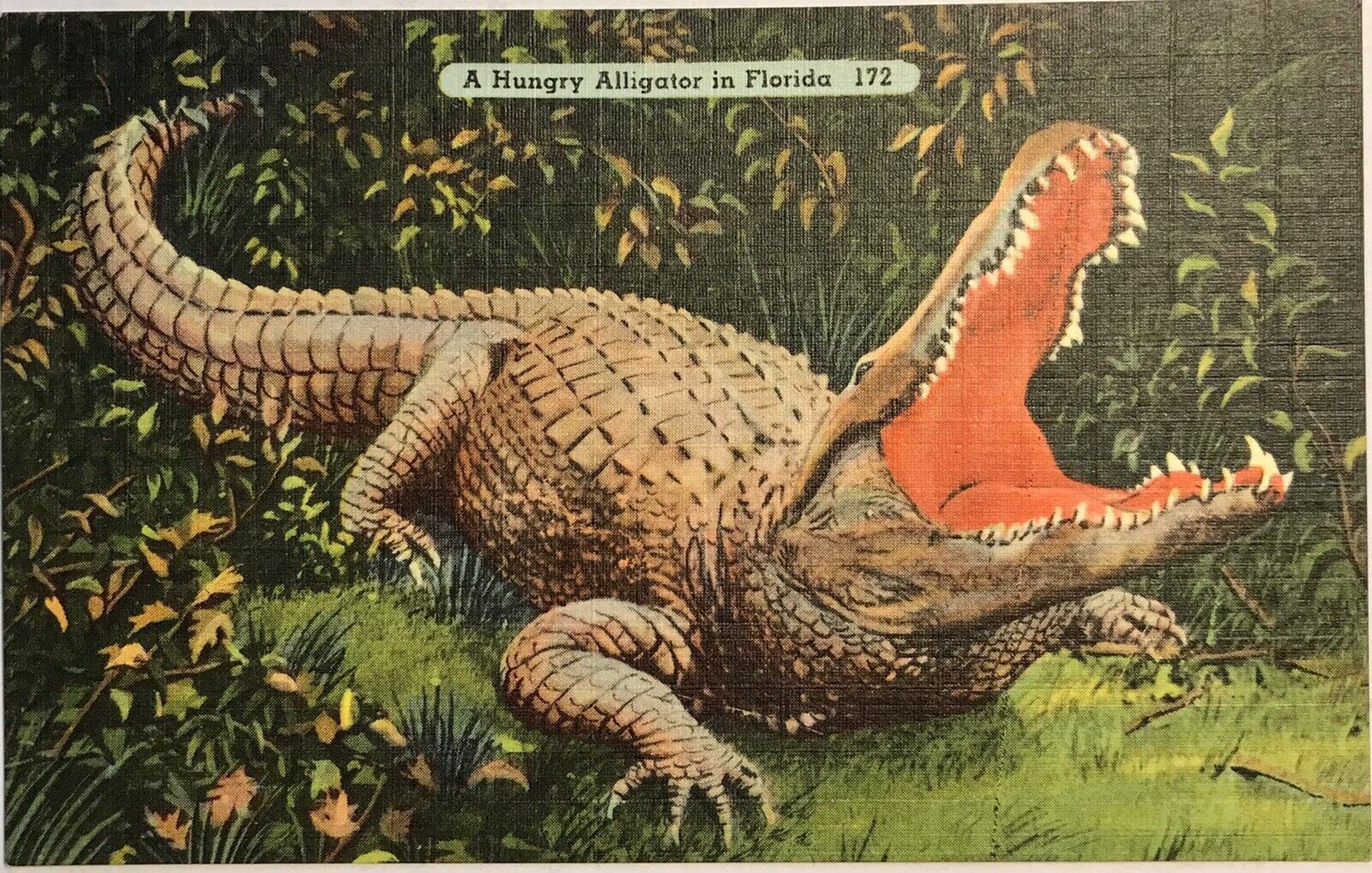 Florida Huge Alligator Vintage Linen Postcard Reptile Open Mouth