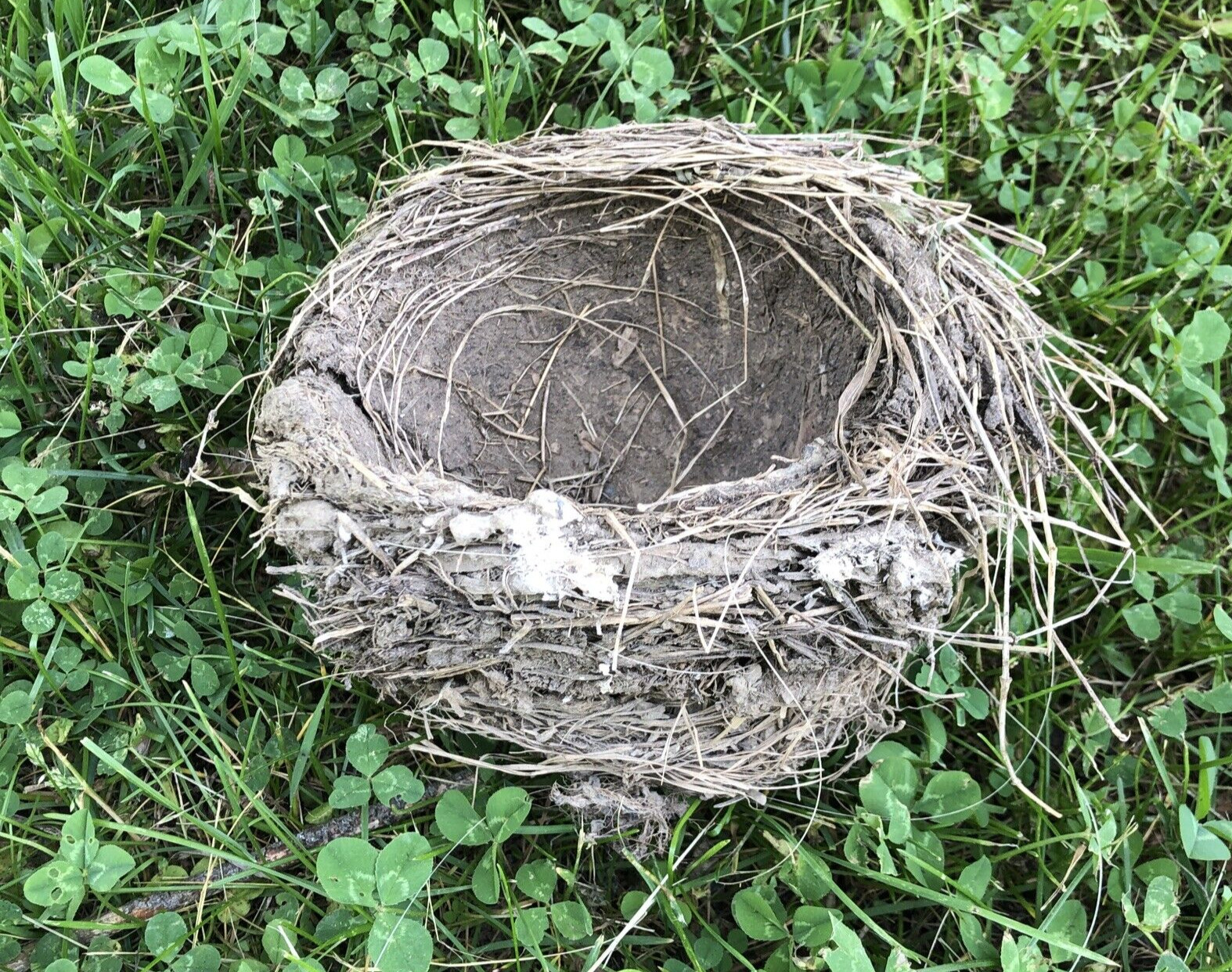 Real Abandoned Natural Bird Robin Nest Doubled
