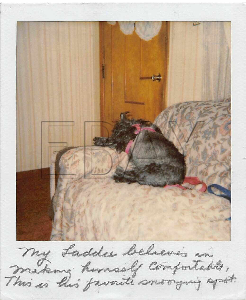 Original Photo 3.5x4 Grey Pet Dog Sleeping On Couch H176 #23