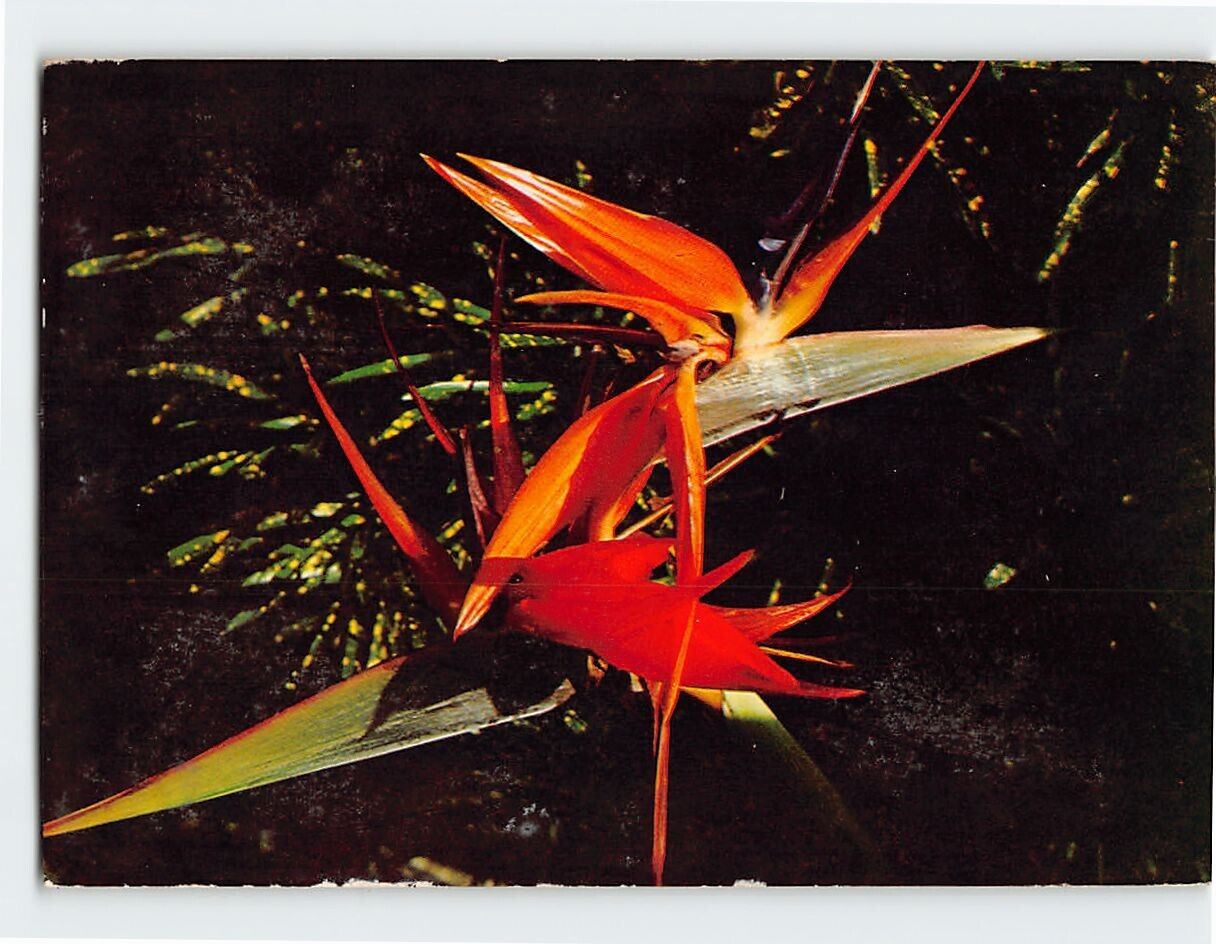 Postcard Colorful Bird of Paradise plant in tropical Florida USA