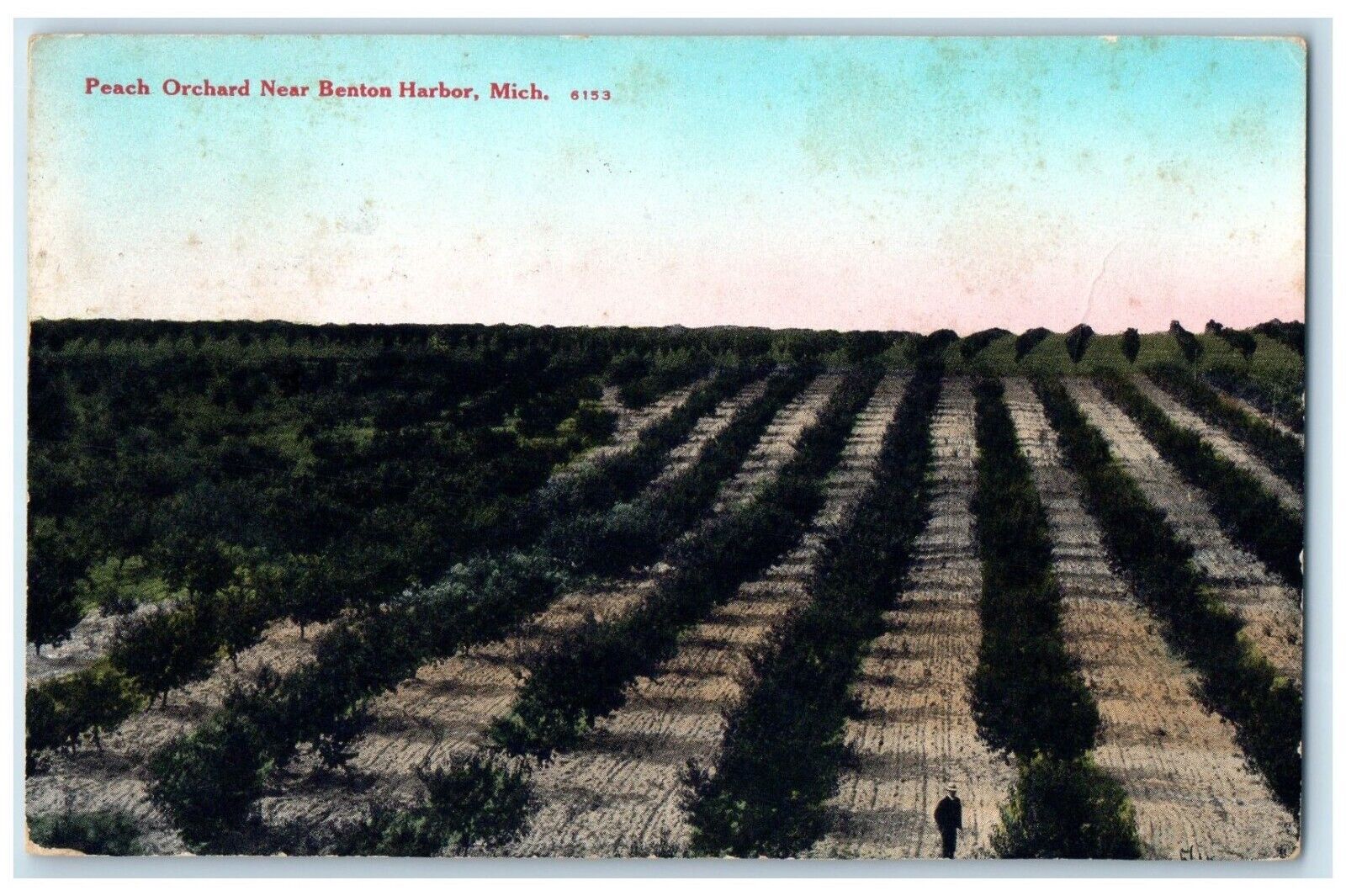 1916 Scenic View Peach Orchard Benton Harbor Michigan MI Vintage Posted Postcard
