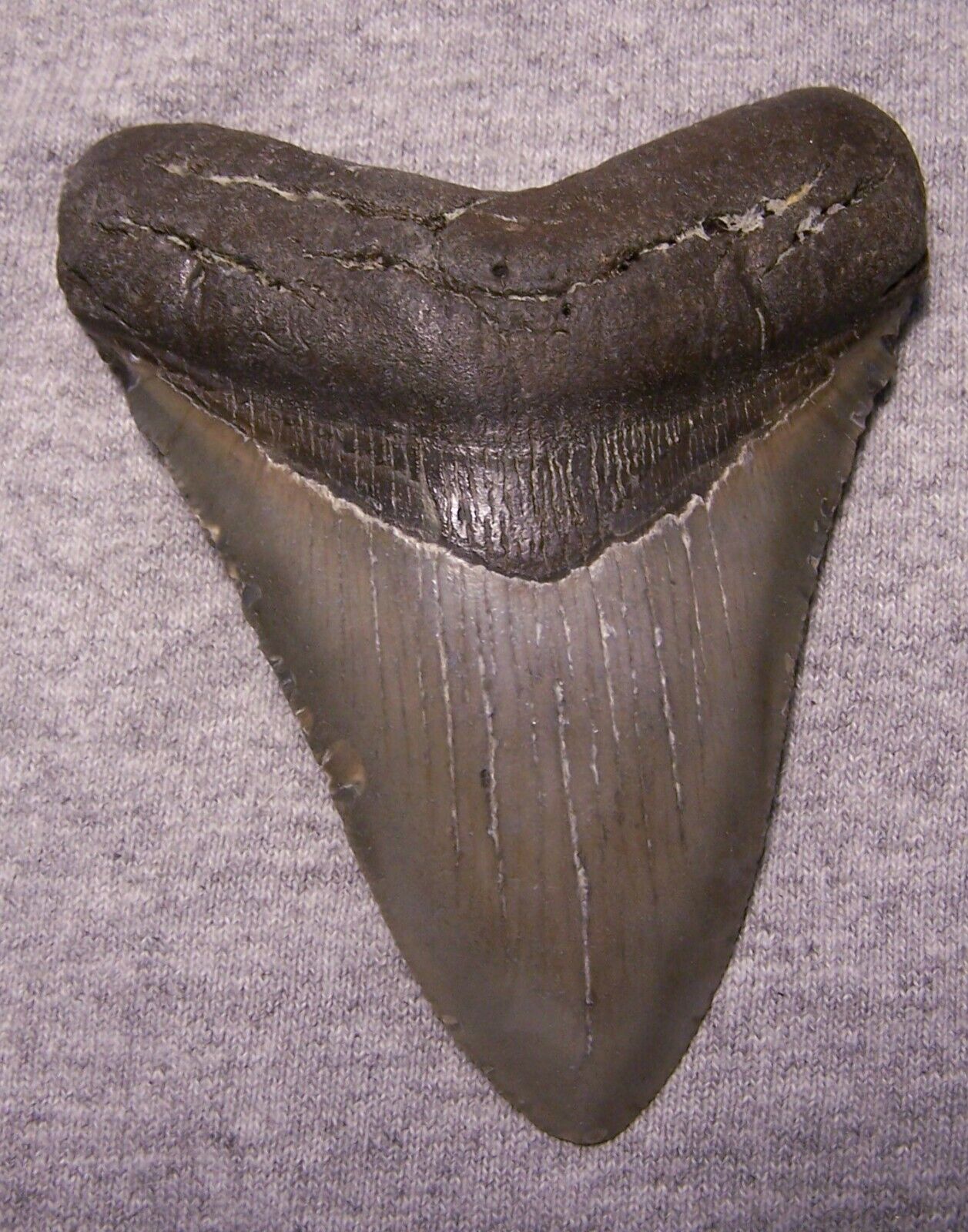 MEGALODON Shark Tooth 3 7/8\