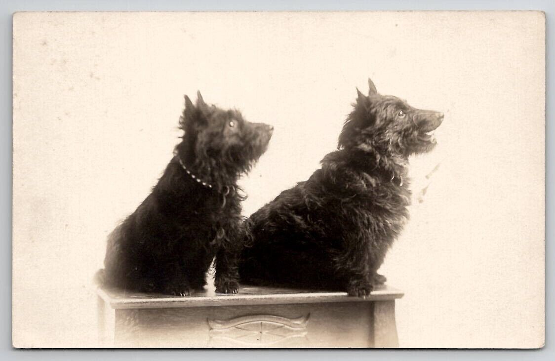 RPPC Two Cute Scottish Terrier Dogs Posed On Table Real Photo c1910 Postcard S27