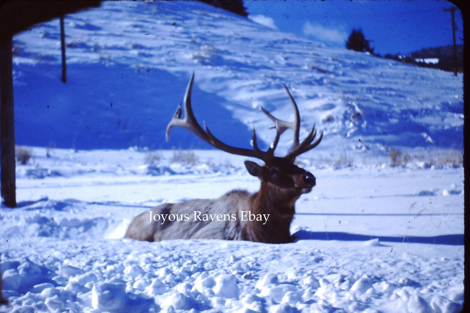 35MM Found Photo Slide Elk With Huge Antler Rack Standing In Deep Snow Early 50s