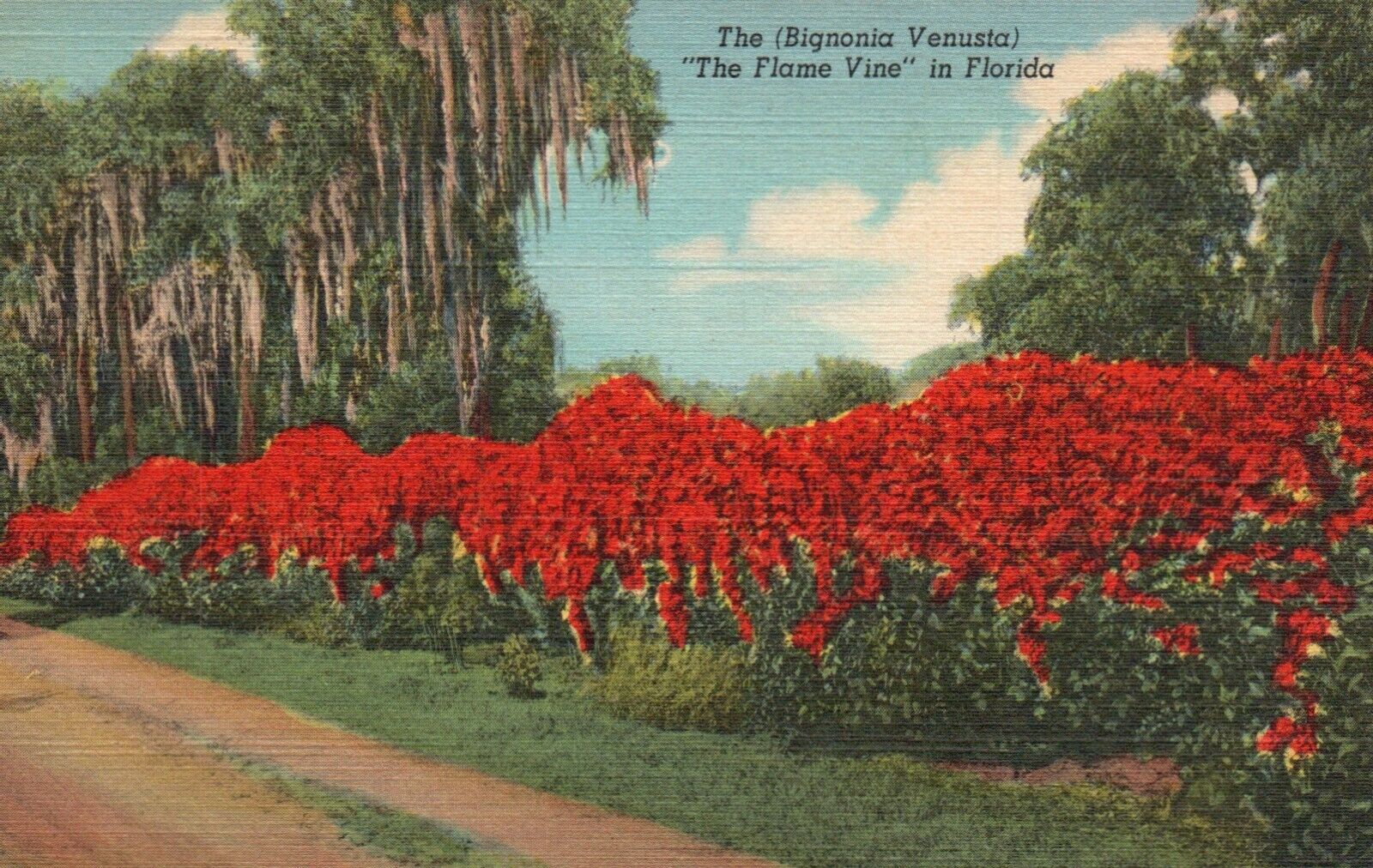Postcard FL The Flame Vine Bignonia Venusta Florida Linen Vintage PC H6444