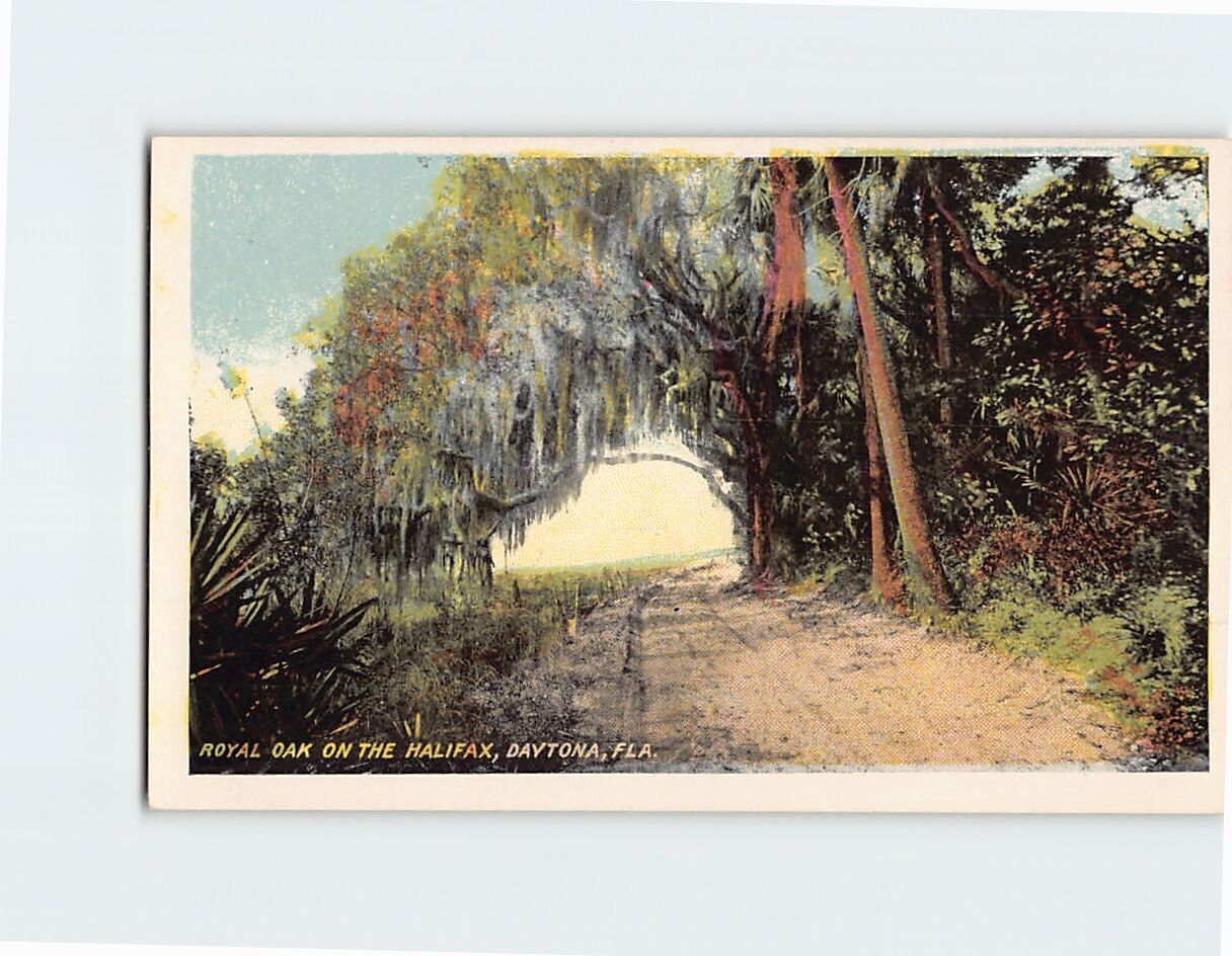 Postcard Royal Oak On The Halifax, Daytona, Florida