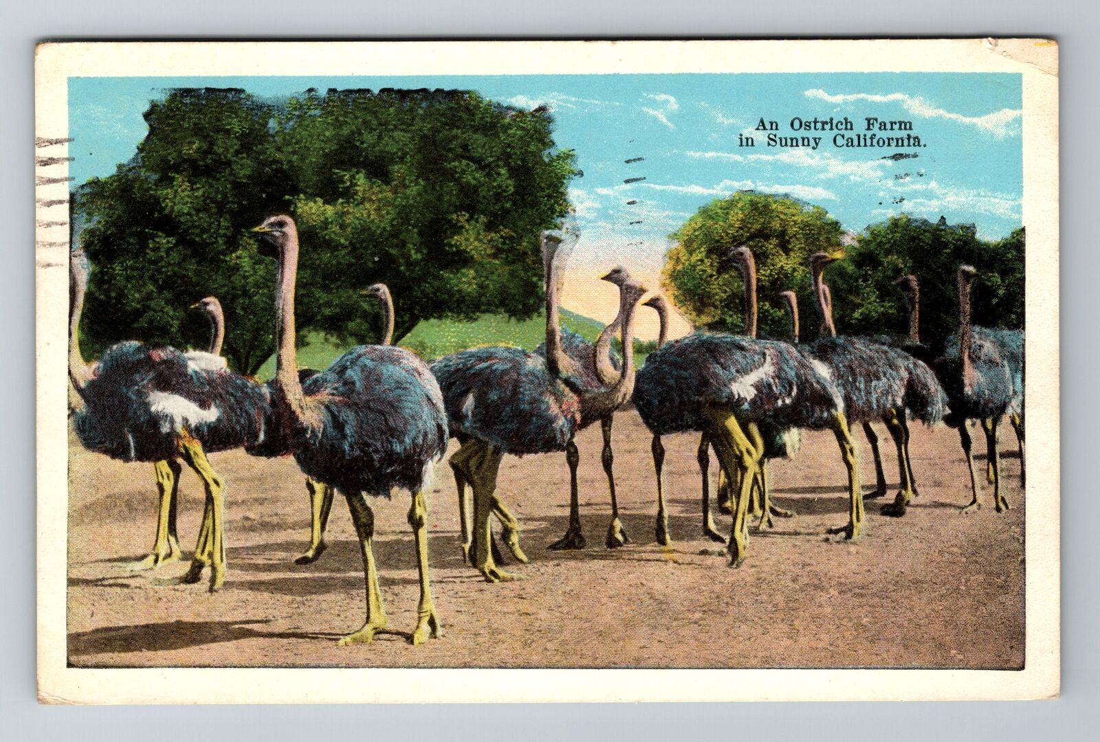 CA-California, An Ostrich Farm, Antique, Vintage c1924 Souvenir Postcard