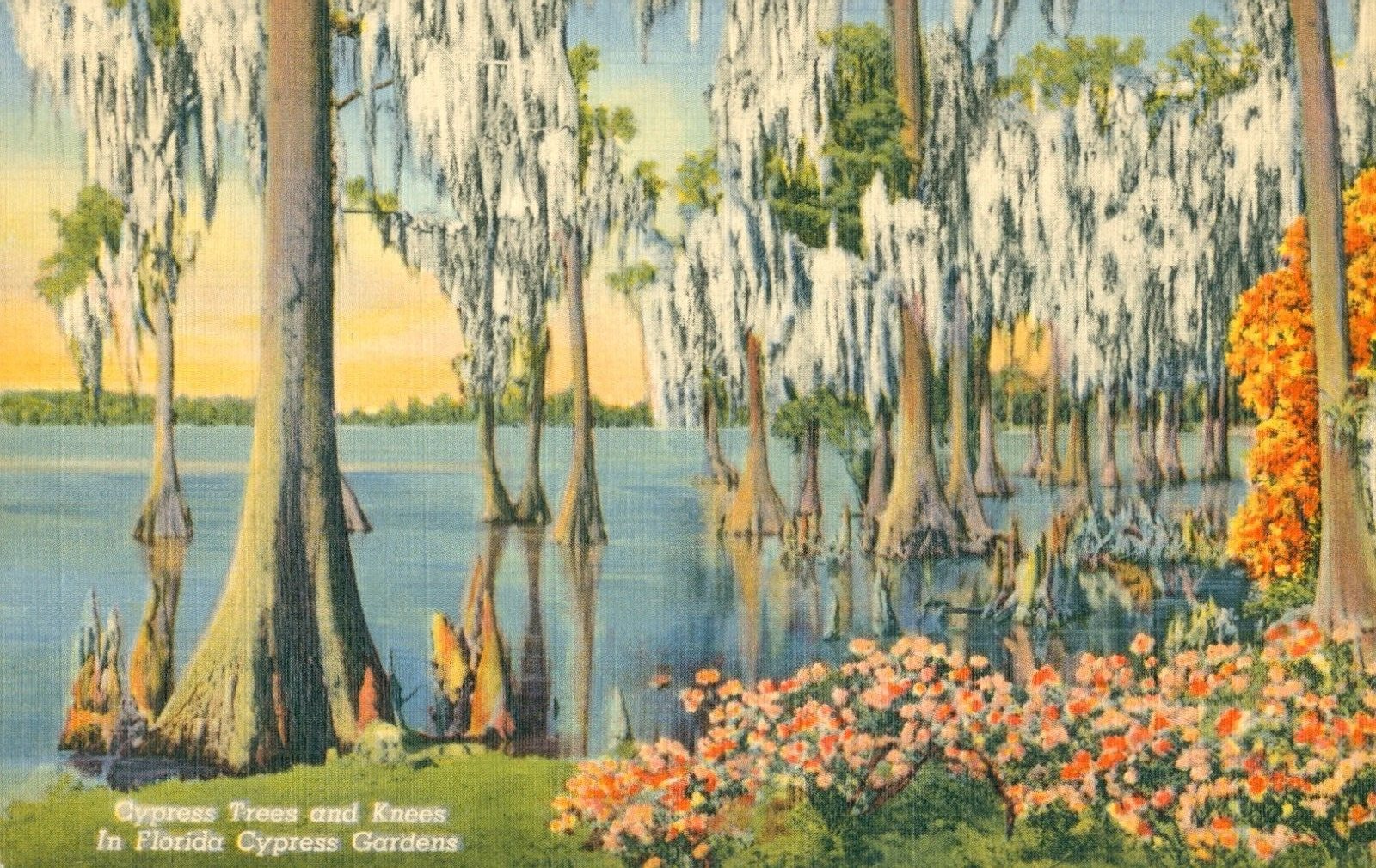 Postcard Cypress Knees and Trees Gardens Florida Linen A1385