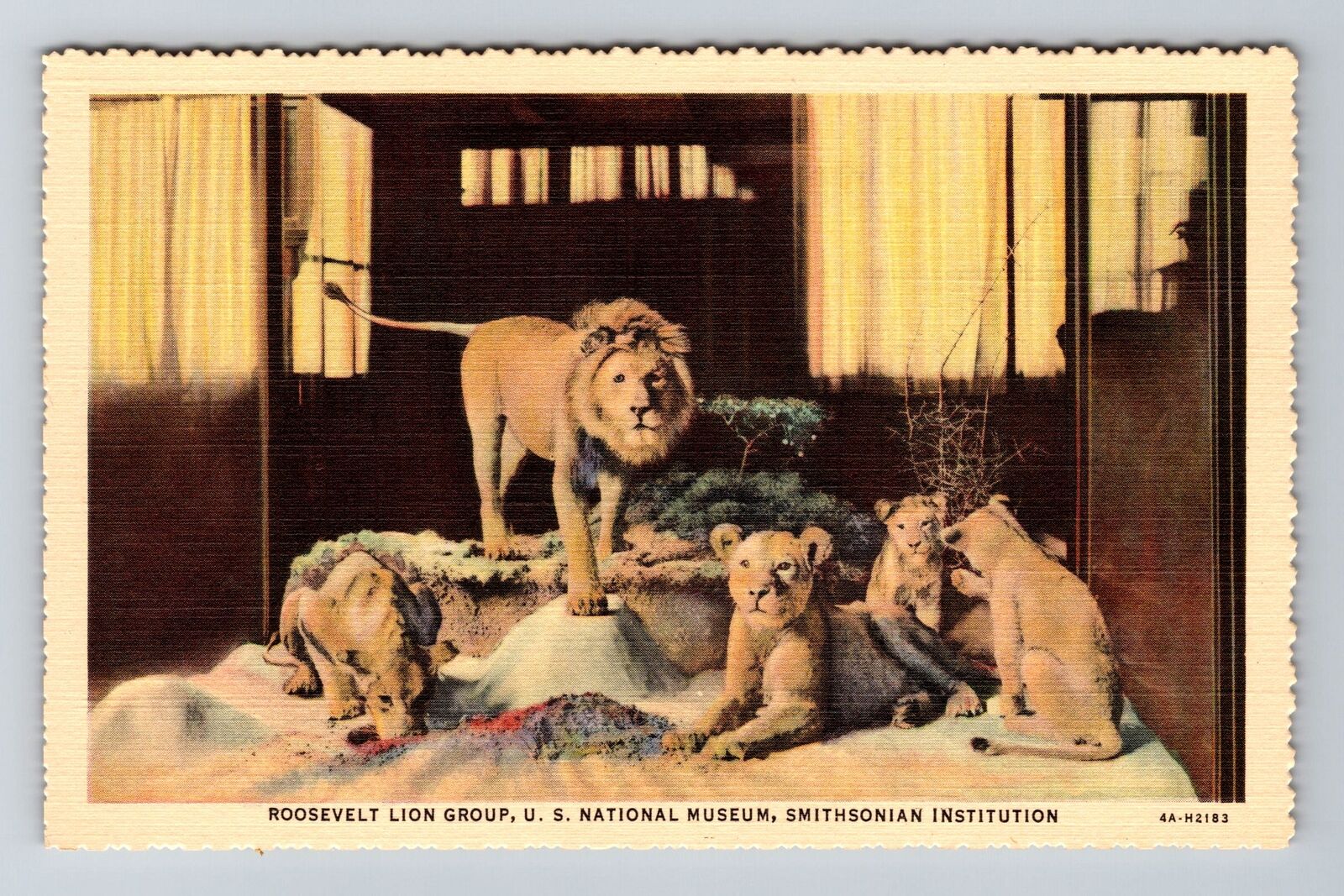 Washington DC-Smithsonian Institution Roosevelt Lion Group Vintage Postcard