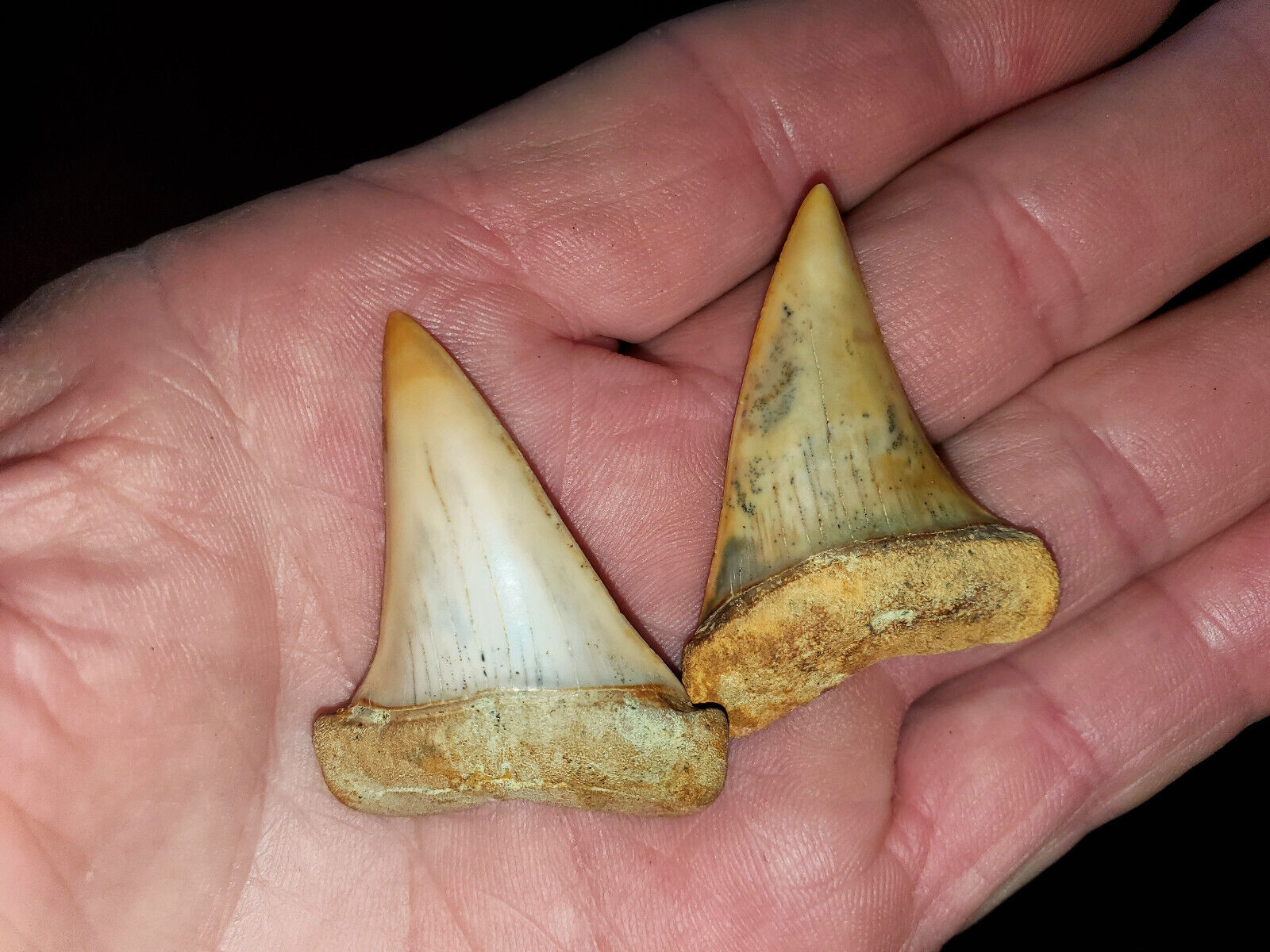 2 Bakersfield fossil shark tooth sharktooth hill teeth