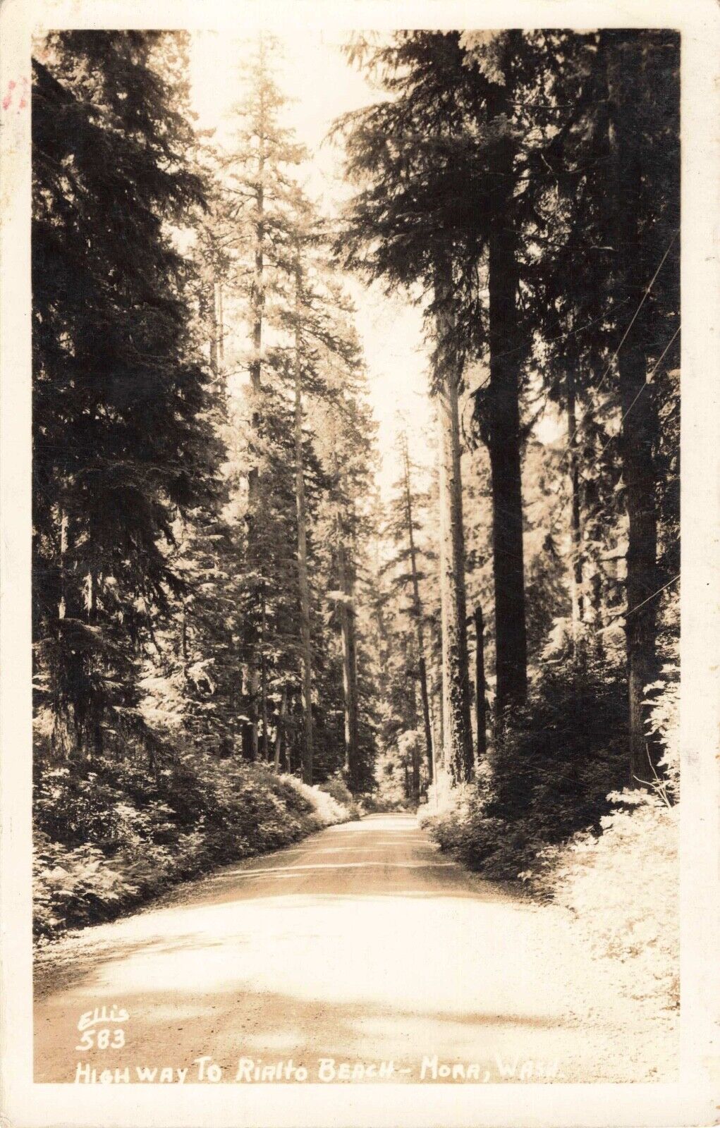 Highway to Rialto Beach Mora Washington WA 1942 Ellis Real Photo RPPC
