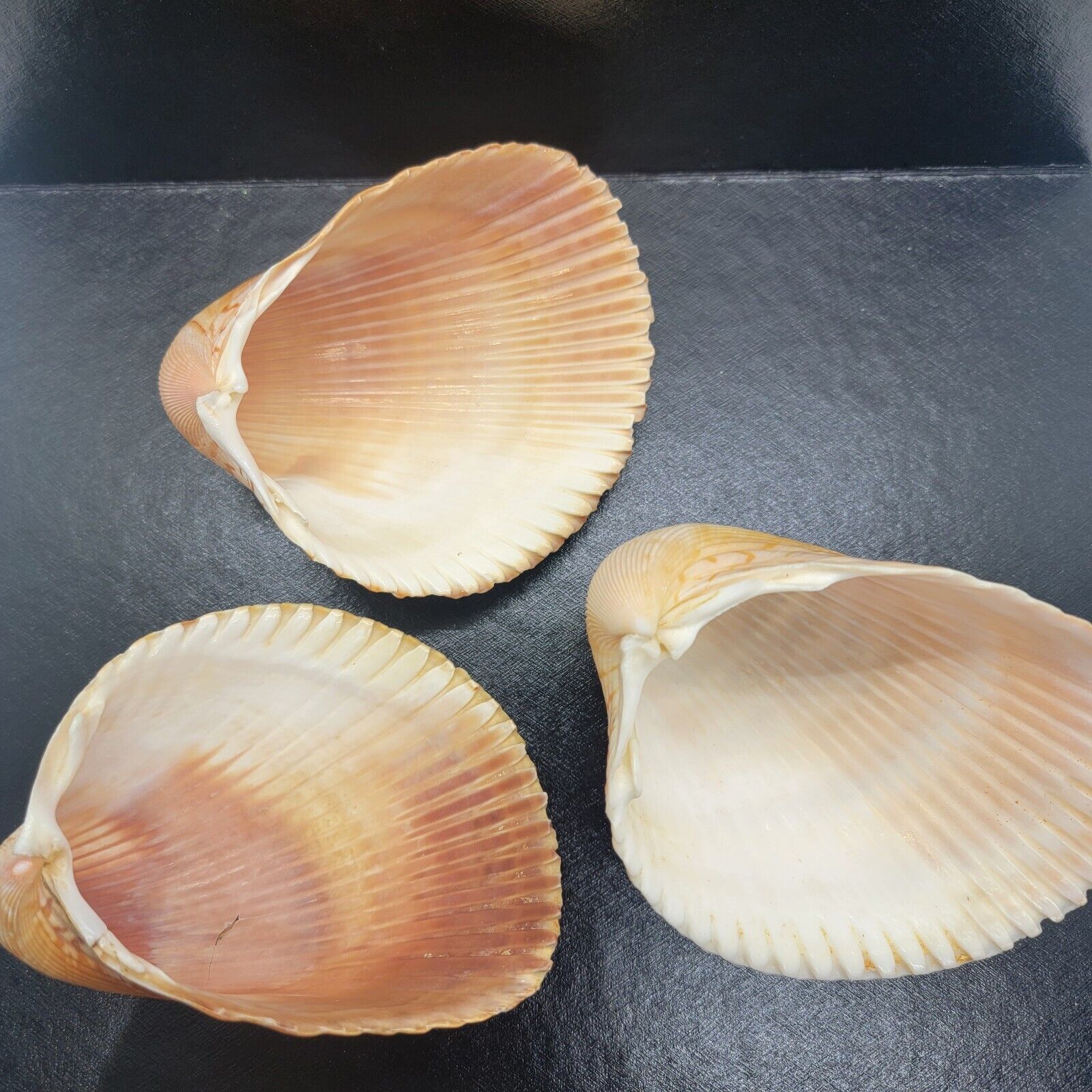 Large Cockle Sea Shells Lot Of 3