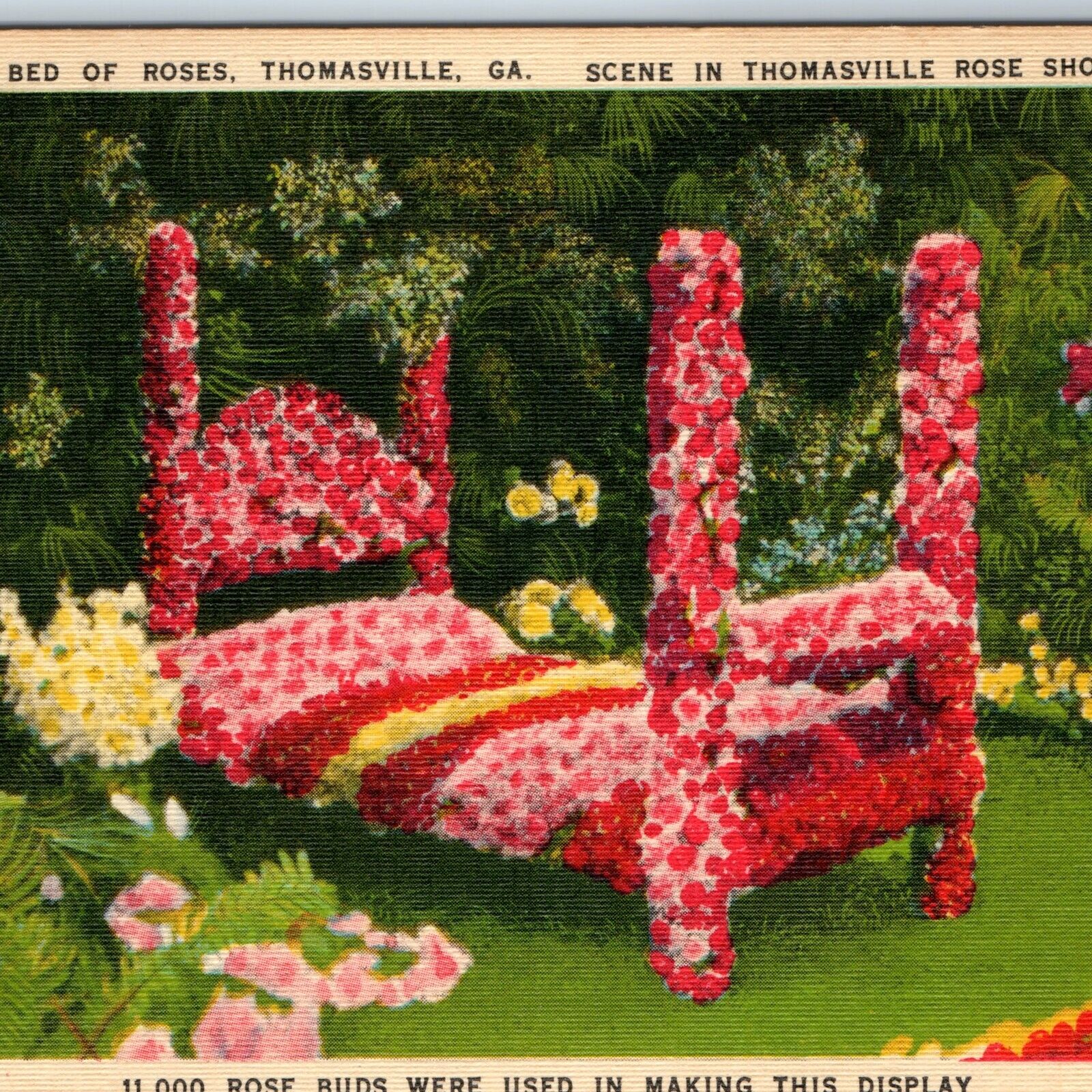 c1940s Thomasville, GA Bed of Roses 11,000 Buds Used Flowers Linen Photo PC A217