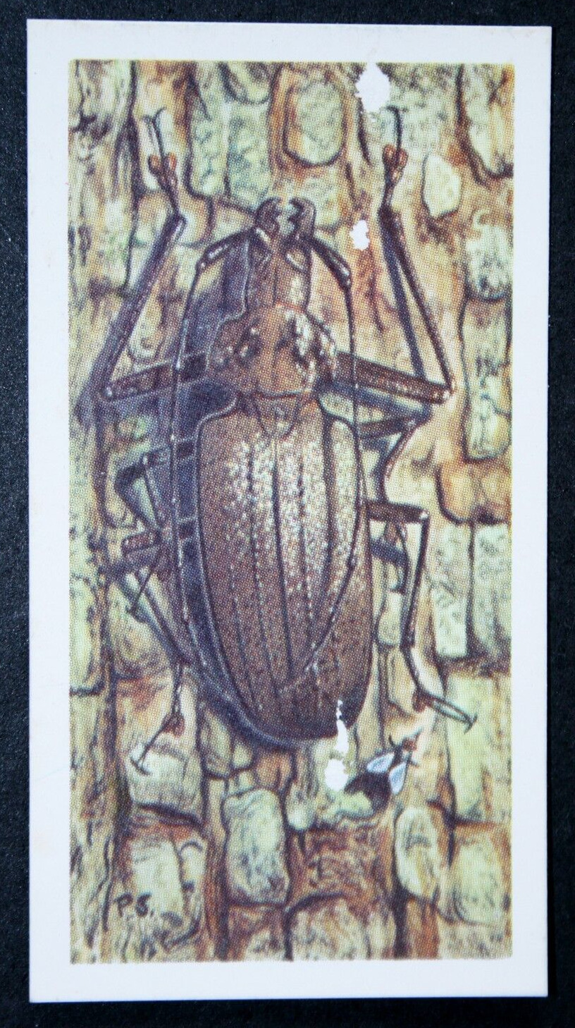 GIANT FIJIAN LONG-HORNED BEETLE  Vintage  1963 Illustrated Insect Card   FD06MS