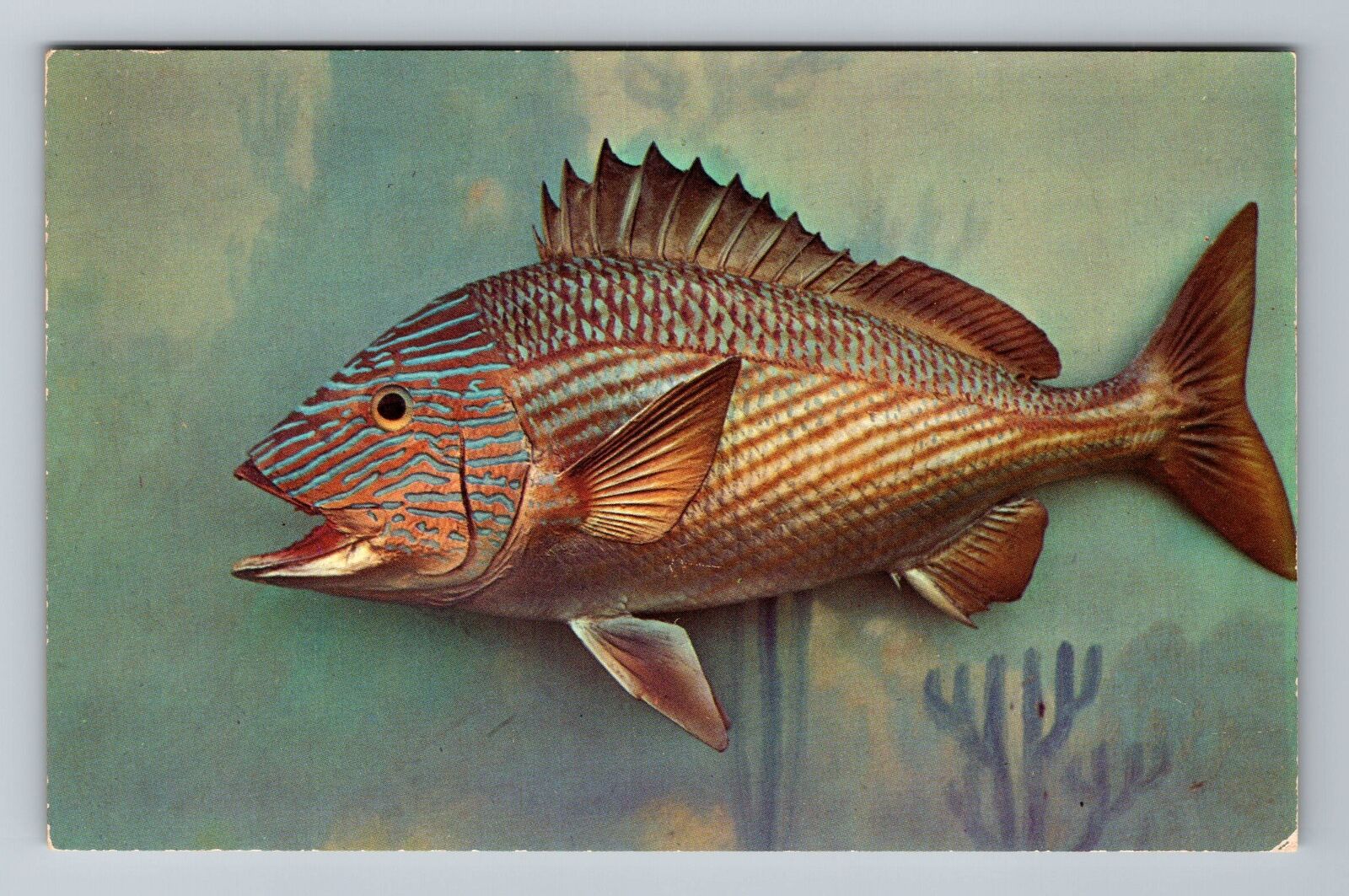 FL-Florida, Grunt, Aquatic Fishes, Vintage Postcard