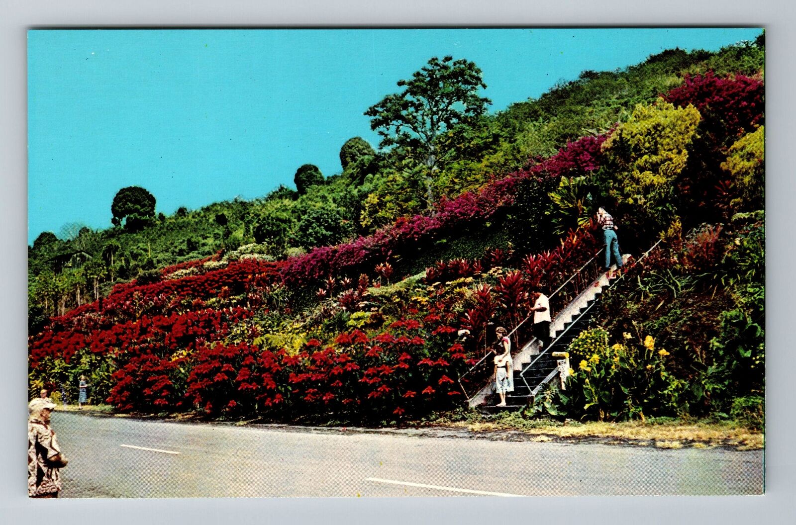Kealakekua HI-Hawaii, Machado Gardens, Vintage Postcard