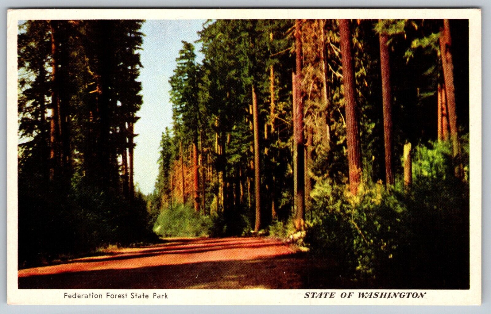 Enumclaw Washington WA Federation Forest State Park Postcard