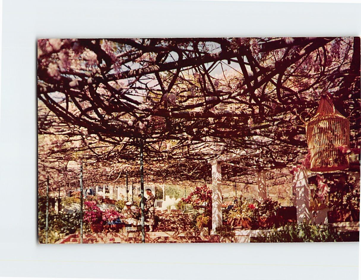 Postcard Wistaria Vine Garden Scenic Point Sierra Madre California USA