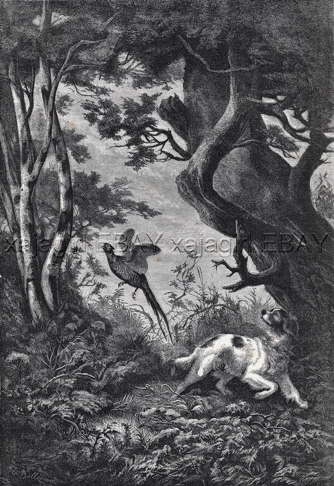 Dog French Spaniel Hunting Pheasant, Large 1860s Antique Engraving Print