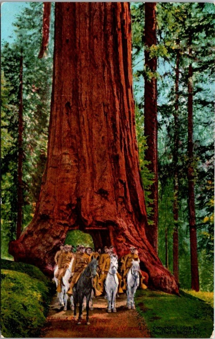 1908 United States Troops Horseback Big Tree Grove Mariposa California Postcard